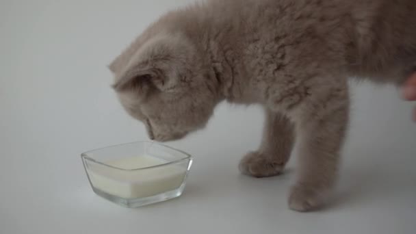 Lindo Gatito Codiciosamente Chupando Leche Platillo Gato Británico Taquigrafía Gato — Vídeo de stock