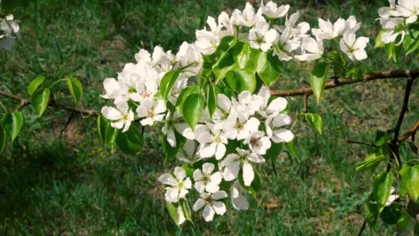 Hermosa Manzana Blanca Florece Soleado Día Primavera Los Capullos Florales — Vídeos de Stock