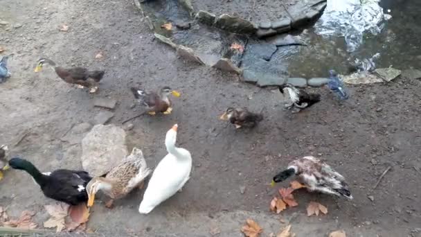 Les Oiseaux Domestiques Promènent Dans Cour Vue Haut — Video