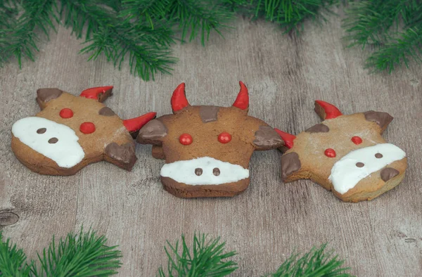 ginger cakes in the shape of a bull face. selective focus. traditional Christmas gingerbread cookies. holiday treats handmade. Christmas bull, symbol of the new year 2021