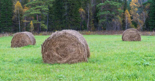 Haystack Bakgrunden Skogen Landsbygdslandskap Höstdag Jordbruk Och Beredning Djurfoder — Stockfoto