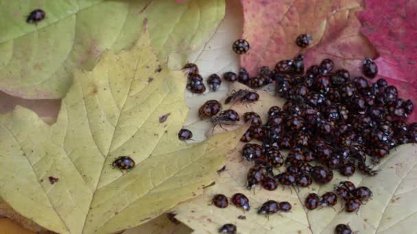 Lots Lots Ladybugs Coccinellidae Yellow Leaf Plant — Stock Video