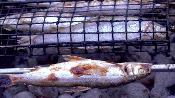Coregonus Sardinella Grillowany Węglu Ryby Smażone Węglu Bbq Obrócić Ryby — Wideo stockowe