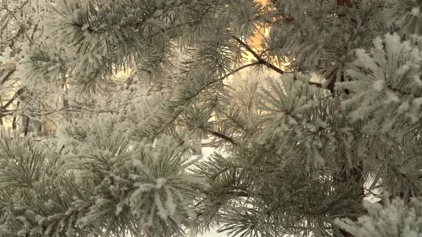 Pokryta Śniegiem Gałąź Sosnowa Zbliżenie Piękne Drzewo Pokryte Świeżym Śniegiem — Wideo stockowe