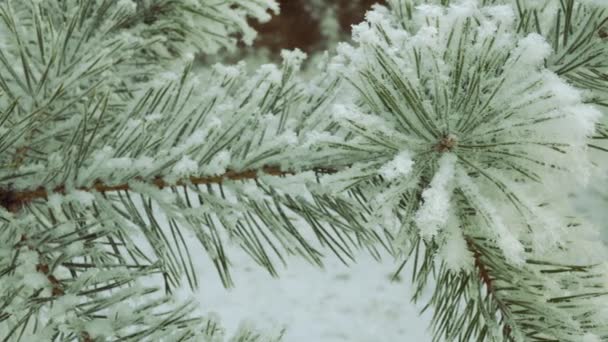 Snow Covered Pine Branch Close Beautiful Tree Covered Fresh Snow — Stock Video