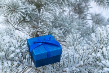Bir ağacın dallarında mavi bir hediye kutusu. Taze karla kaplı Noel ağacı. Çam ve kabarık kar, yeni yılı kutlama konsepti. Boşluğu kopyala