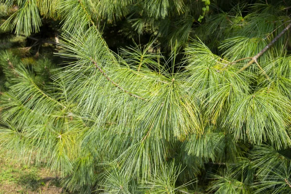 Pinus patula. schöne Zweige mexikanischer Weinkiefern. immergrüner Baum — Stockfoto