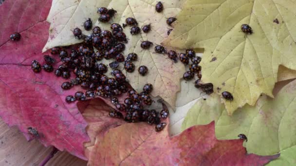 Spousta Spousta Berušek Coccinellidae Žlutém Listu Rostliny Život Hmyzu — Stock video