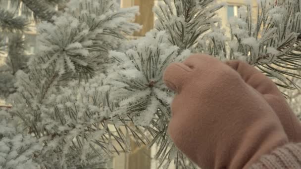 Hanging holiday decorations on a snow-covered Christmas tree. Celebrating the new year in nature. — Stock Footage Hanging Holiday Decorations Snow Covered Christmas Tree Celebrating New Year Royalty Free Stock Video