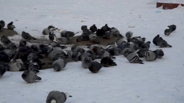 Птахи Занурюються Холод Голуби Сидять Дірі Зберігають Тепло Багато Голубів — стокове відео