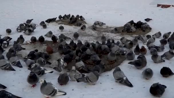 Gli Uccelli Crogiolano Freddo Piccioni Siedono Sul Tombino Tengono Caldo — Video Stock