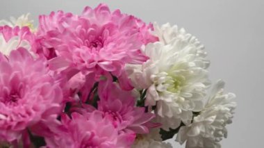 Bir buket güzel çiçek. 8 Mart Uluslararası Kadınlar Günü için hassas kasımpatılar. Sevgililer Günü 14 Şubat hediyesi.