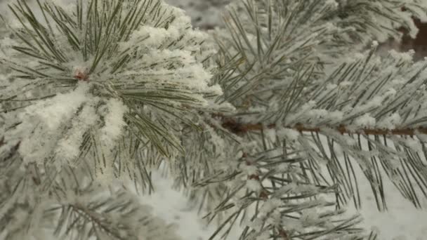 Pokryta Śniegiem Gałąź Sosnowa Zbliżenie Piękne Drzewo Pokryte Świeżym Śniegiem — Wideo stockowe