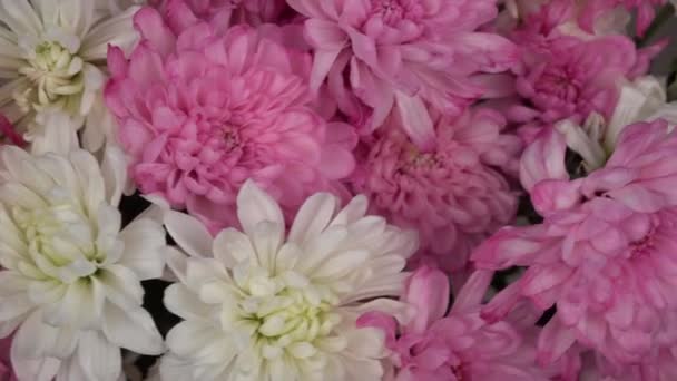 Buquê Flores Bonitas Crisântemos Delicados Para Março Dia Internacional Mulher — Vídeo de Stock