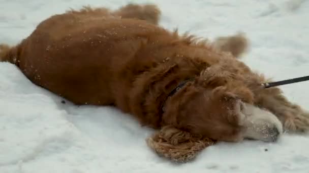 红狗在雪地里打滚 英国小猎犬擦去外衣 — 图库视频影像