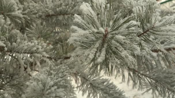 눈덮인 소나무 가지를 클로즈업 합니다 눈덮인 아름다운 나무가 환상적 크리스마스 — 비디오