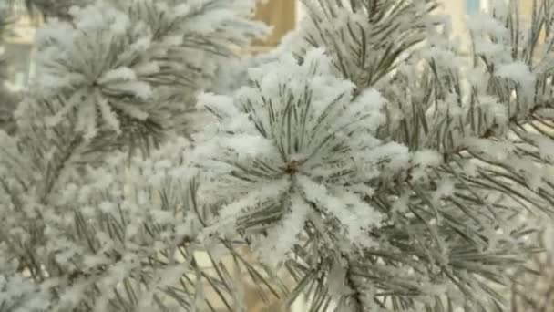 Rama Pino Cubierta Nieve Cerca Hermoso Árbol Cubierto Nieve Fresca — Vídeo de stock