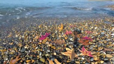 Deniz kıyısında sonbaharın sonlarında. Çakıl taşlı sahilde sonbahar yaprakları. Kaya ve yaprak ile arka plan. Su kenarında seyahat ve dinlenme kavramı