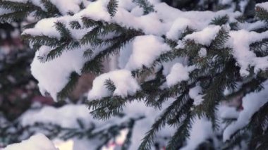 Kalın bir kar tabakasıyla kaplı ladin dalları. Karla kaplı Noel ağacı. Muhteşem orman, kış parkındaki ağaçlar..