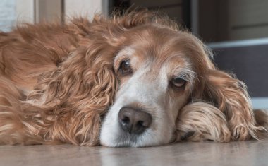 Sıkıcı köpek yerde yatıyor. Evcil hayvan sahibini bekliyor. Kırmızı Cocker Spaniel.