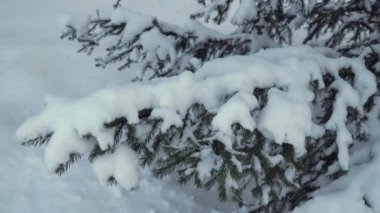 Kalın bir kar tabakasıyla kaplı ladin dalları. Karla kaplı Noel ağacı. Muhteşem orman, kış parkındaki ağaçlar..
