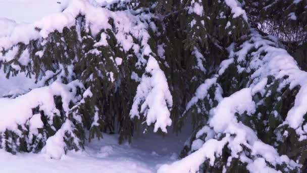 Kalın Bir Kar Tabakasıyla Kaplı Ladin Dalları Karla Kaplı Noel — Stok video