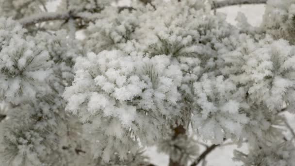 Πεύκο Καλυμμένο Χιόνι Όμορφο Δέντρο Καλυμμένο Φρέσκο Χιόνι Υπέροχος Χειμερινός — Αρχείο Βίντεο
