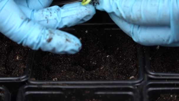 Plantando Uma Planta Cultivada Sementes Pepino Solo Fertilizado Conceito Jardinagem — Vídeo de Stock
