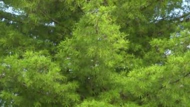 Çam ağacının güzel dalları rüzgarda savruluyor. Güçlü Pinus sibirica. Parlak yeşil ağaç iğneleri. Güzel bir ağacın kalın tacı.. 