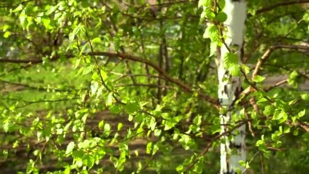 Dedaunan Segar Muncul Pohon Birch Alam Datang Hidup Awal Musim — Stok Video