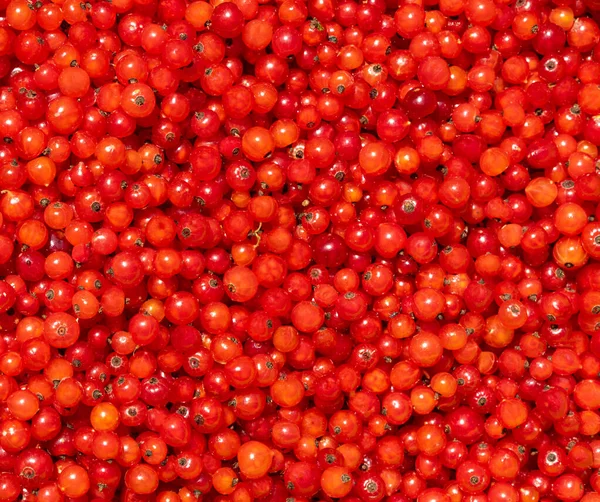 Ribes Rubrum Fond Avec Des Baies Couleur Écarlate Baies Groseille — Photo
