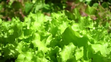 Sabah çiğ taneli marul yaprakları. Seçici odaklanma. Lactuca sativa. Salata yapraklarının arka planı. Sebze kültürü, vitamin yeşili olarak kullanılır. Doğal ürünler konsepti.