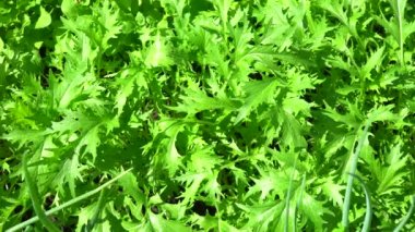 Yapraklı salata hardalı. Brassica, yabanturpu tadında kültür ve yeşil salata. Sabah çiğ damlalarıyla sulu yapraklar. Seçici odaklanma. Düz plan. Bitki vitamin ve maden tuzu açısından zengindir.