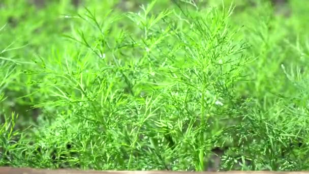 Endro Recém Crescido Jardim Grama Coberta Com Gotas Orvalho Manhã — Vídeo de Stock