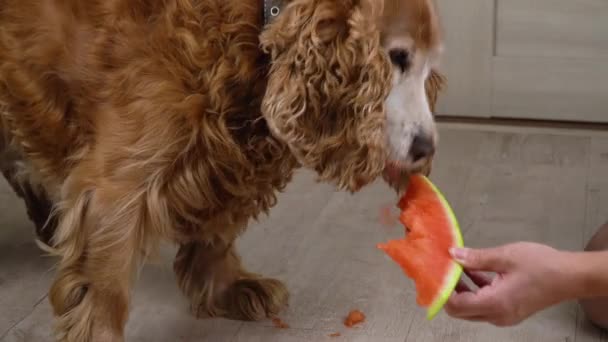 Perro Come Una Sandía Cocker Spaniel Rojo Come Vitaminas — Vídeo de stock