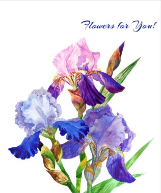 Mavi süsen. Suluboya çiçek