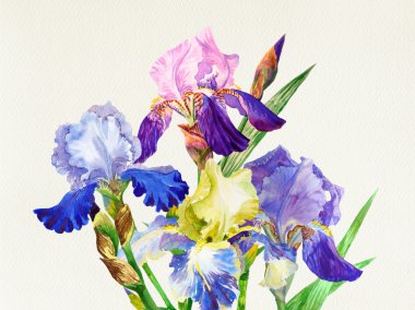 Mavi süsen. Suluboya çiçek