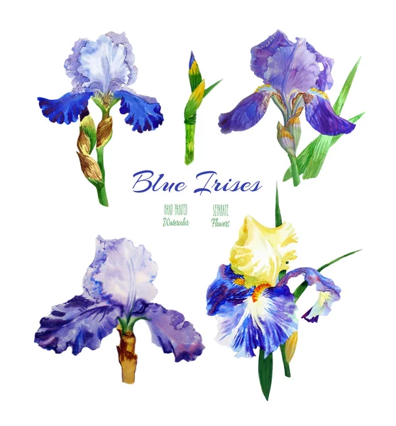 蓝色鸢尾花。水彩花 — 图库照片
