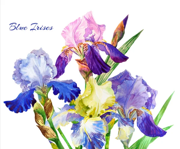 Iris bleus. Fleurs aquarelle — Photo