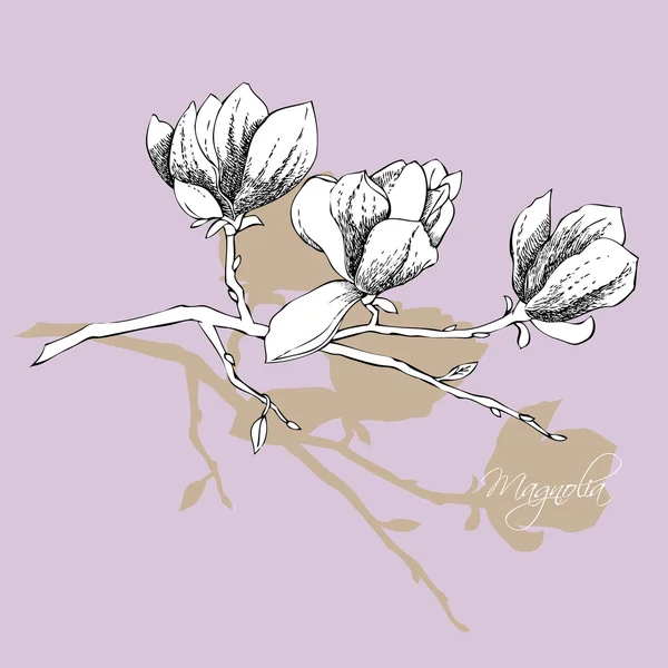 Magnolie. Frühlingsblumen — Stockvektor