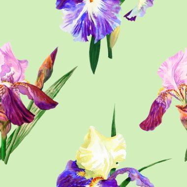 Renkli iris ile Seamless Modeli