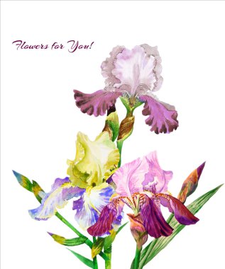 Renkli iris. Suluboya çiçek