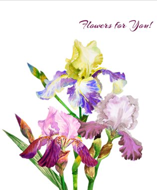 Renkli iris. Suluboya çiçek