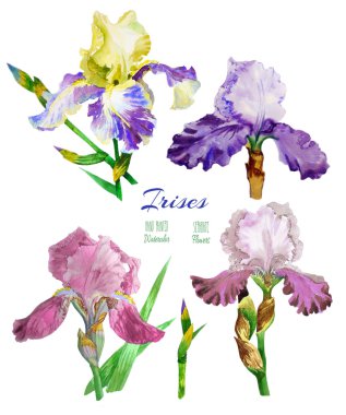 Renkli iris. Suluboya çiçek