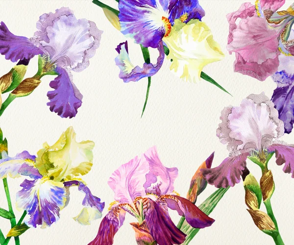 Gekleurde irissen. Aquarel bloemen — Stockfoto