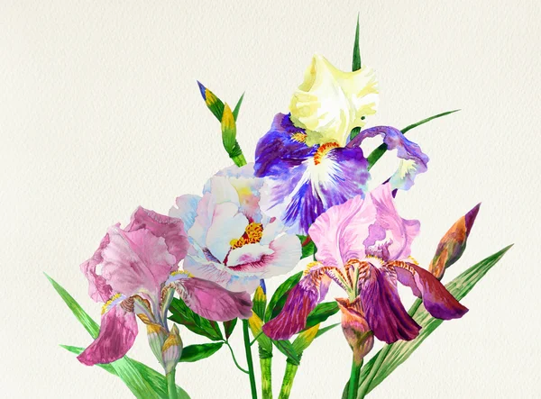 Kolorowe irysy. Kwiaty w akwarela — Zdjęcie stockowe