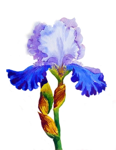 Iris med blå kronblad — Stockfoto