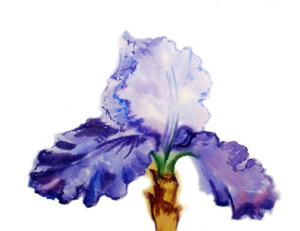 Iris met aquarel blauwe bloemblaadjes — Stockfoto