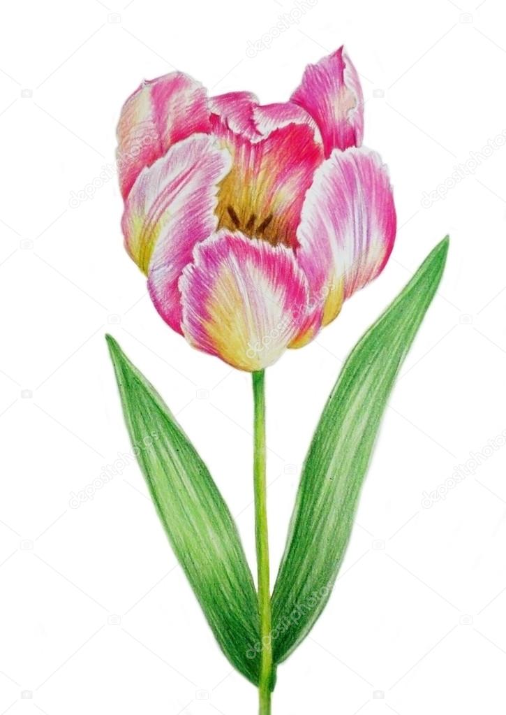 Pink yellow tulip 