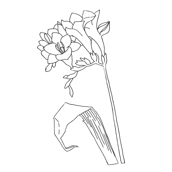 FreesiaSketch Black And White FreesiaSketch Black And White